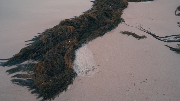海滩搁浅马尾藻