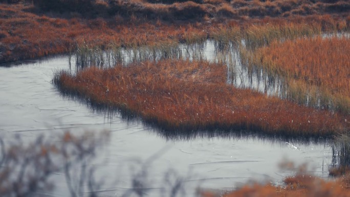 薄薄的一层新鲜的冰覆盖着秋天苔原上长满草的小岛和河岸的小池塘