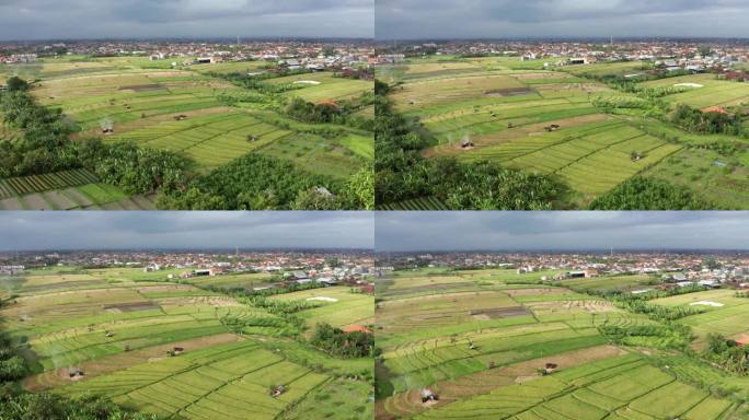 鸟瞰印尼巴厘岛登巴萨市郊的金色稻田
