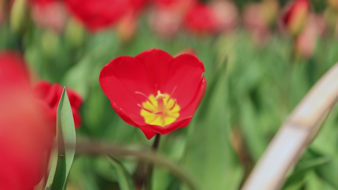 春暖花开郁金香花丛特写（主页有合集）