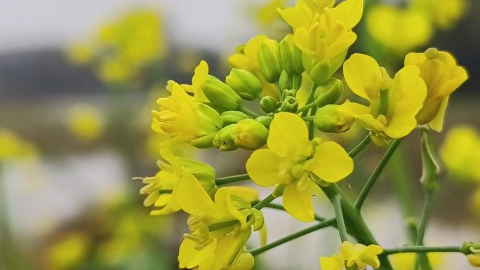 菜花 黄花 油茶花开春到田间花开油菜花