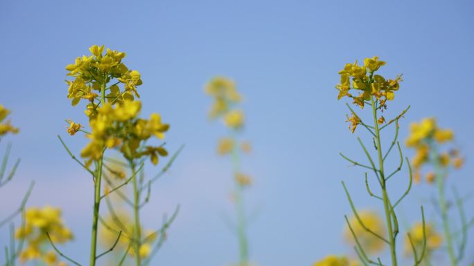 4K菜花油菜花春天野油菜花树木公园郊游