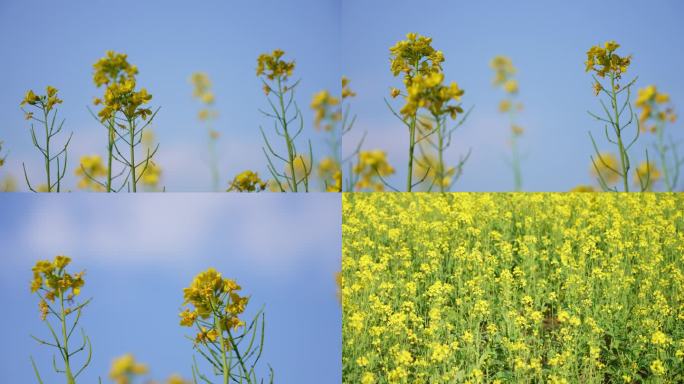 4K菜花油菜花春天野油菜花树木公园郊游