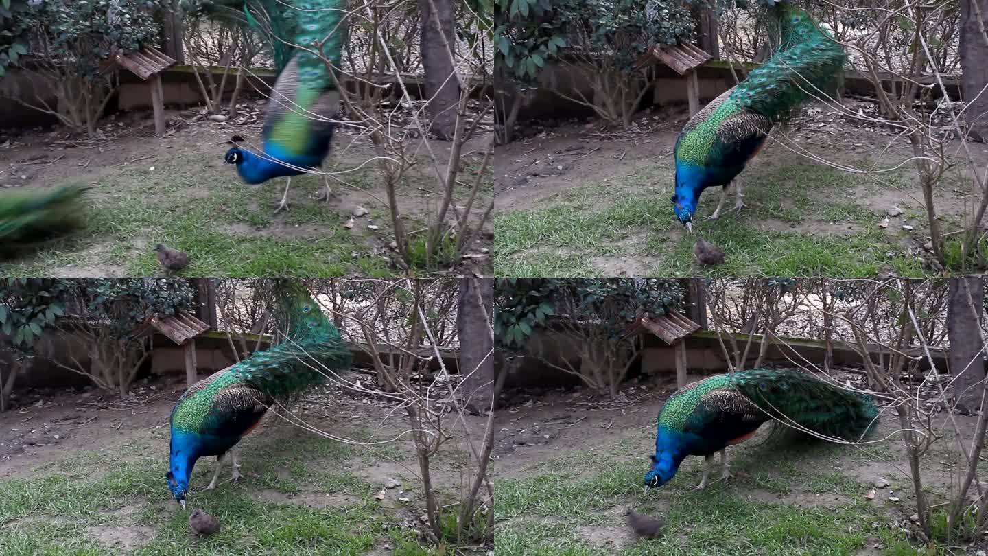 上海动物园“蓝孔雀”开屏，如一片灿烂花海