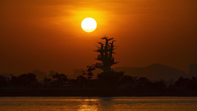 珠海横琴景观树日落