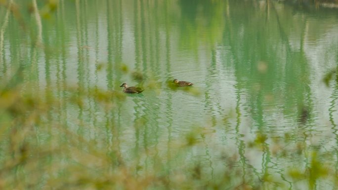 初春春水湖面上的水鸭