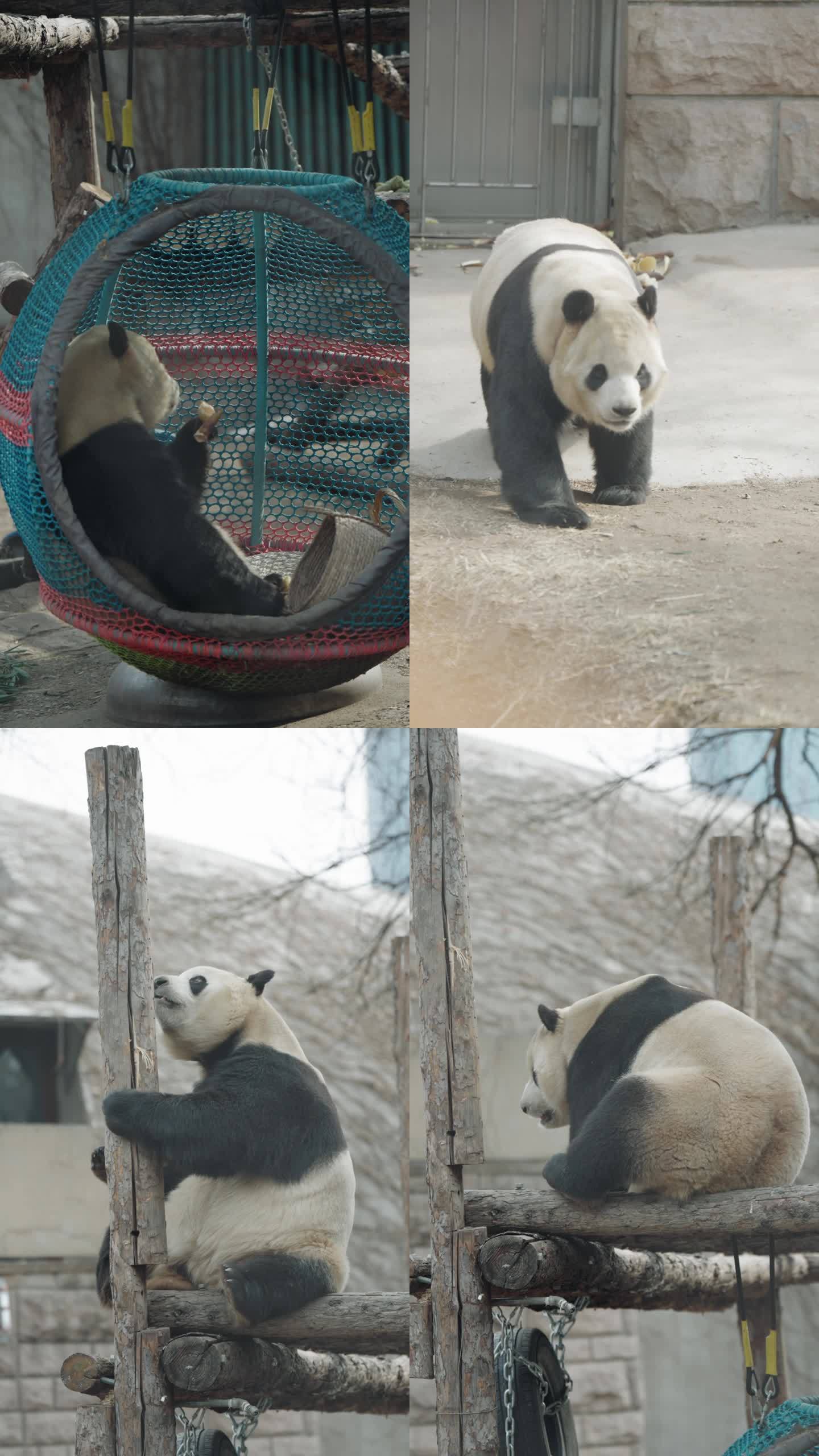 北京动物园大熊猫竖屏