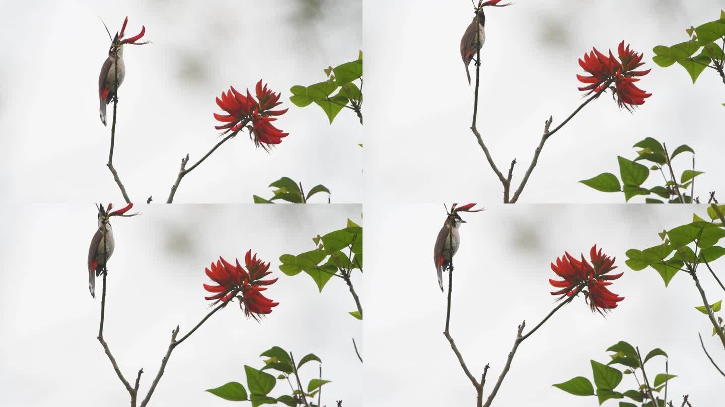 春天一只红耳鹎在刺桐树上栖息
