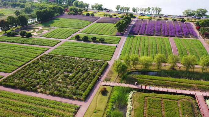 西京湾花海