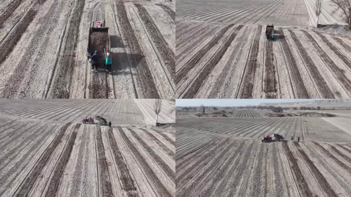 新疆哈密：哈密瓜种植，按“线”精准种植
