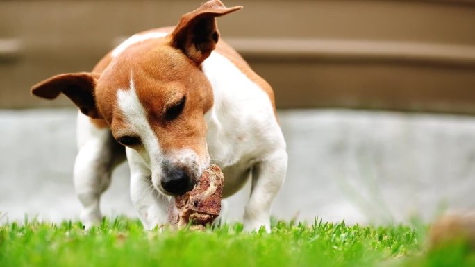 杰克罗素小狗在草地上啃骨头的低角度长焦镜头