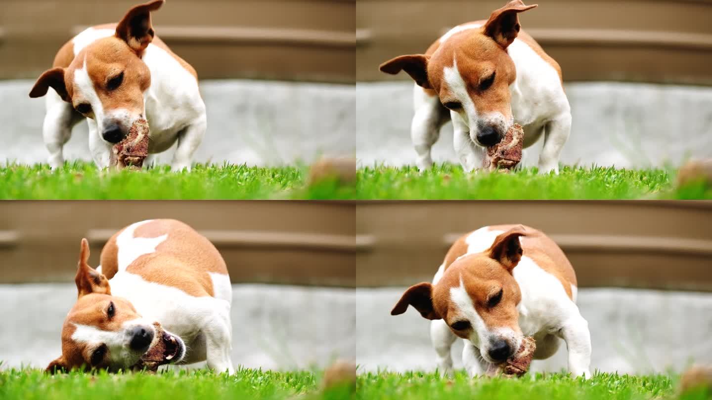 杰克罗素小狗在草地上啃骨头的低角度长焦镜头