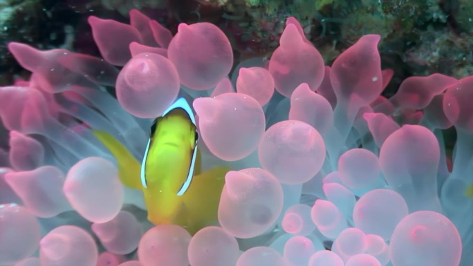 潜入红海小丑鱼和海葵的令人惊叹的水下世界。