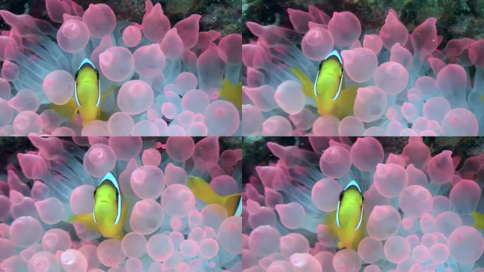 潜入红海小丑鱼和海葵的令人惊叹的水下世界。