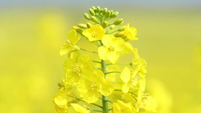 春季出游油菜花海