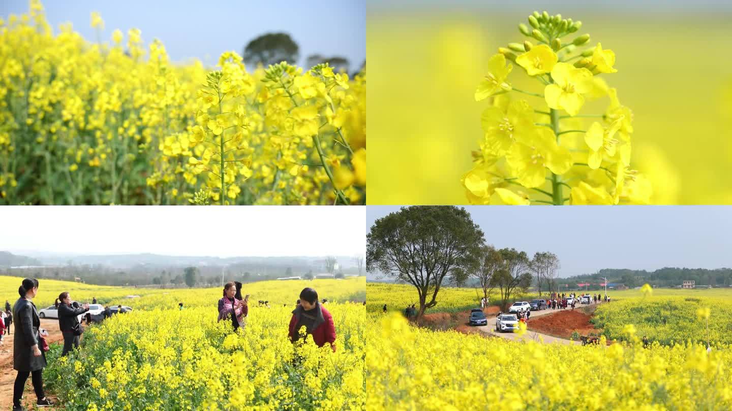 春季出游油菜花海