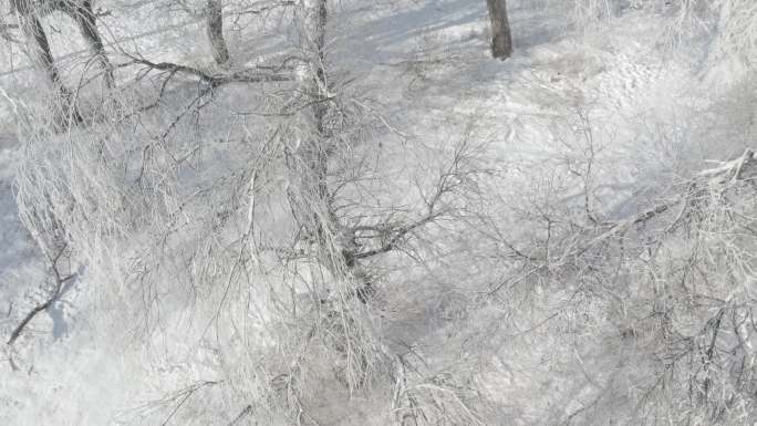 东北的冬 黑龙江雪景