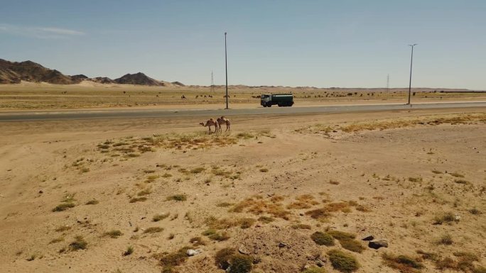沙漠公路上的水道行驶，炎热的晴天里，一对骆驼在沙漠里吃草。空中无人机视图(4K)。