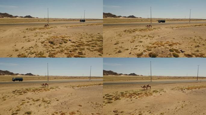 沙漠公路上的水道行驶，炎热的晴天里，一对骆驼在沙漠里吃草。空中无人机视图(4K)。