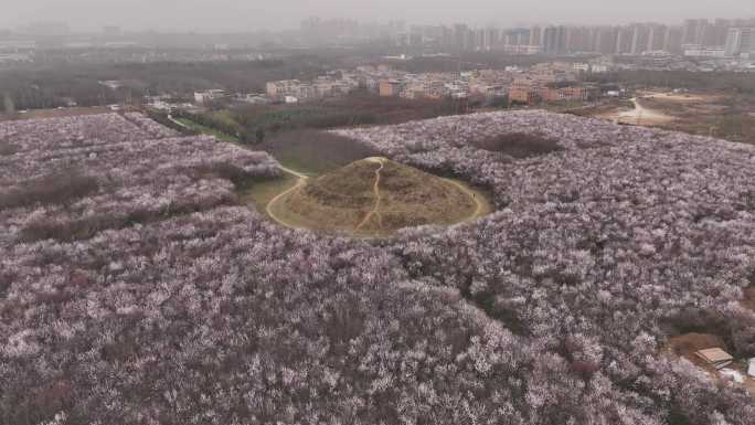 陕西地标明秦王墓桃花花海航拍西安旅游宣传