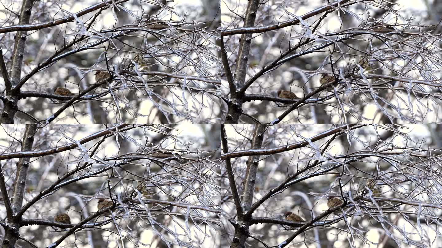 冬天站在树枝上的红腹灰雀。4k 120 FPS慢动作原始视频