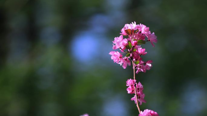 盛开的海棠花素材