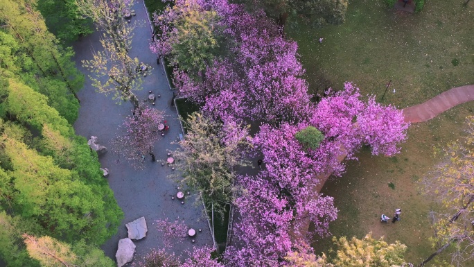 盛开的海棠花航拍