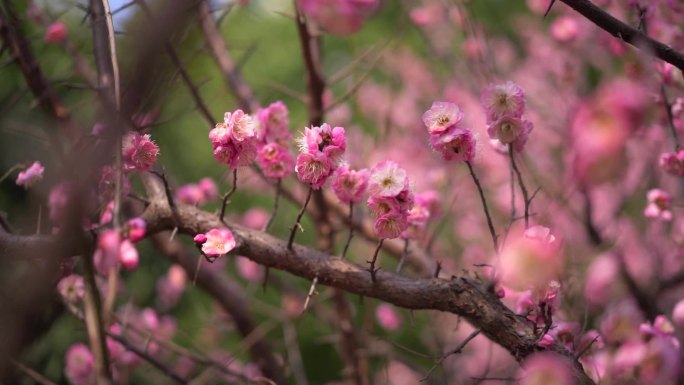 桃花 花 春雨嫩芽 桃枝 嫩芽 海棠