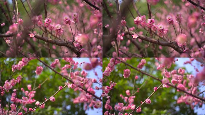 桃花 花 春雨嫩芽 桃枝 嫩芽 海棠