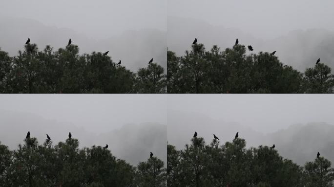 几只乌鸦站在松树尖上
