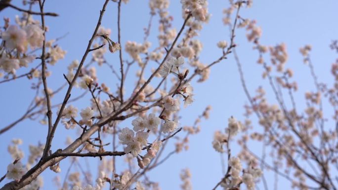 杏花 春天 唯美 白色花