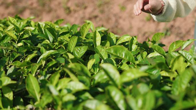 茶叶茶园采茶茶场茶茶文化茶山高山普洱茶