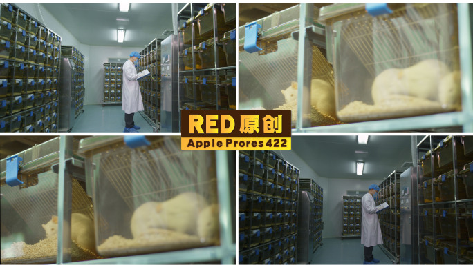 「RED拍摄」白鼠饲养动物实验