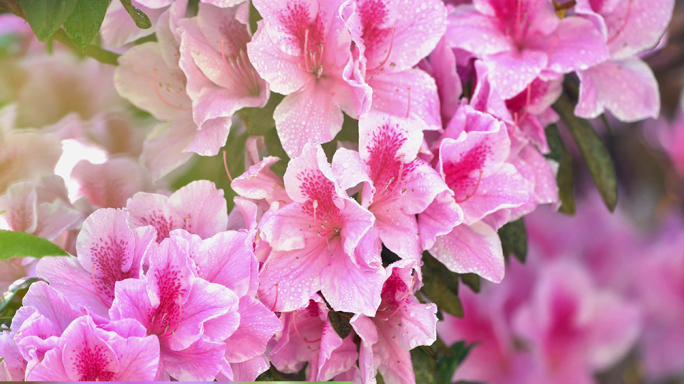 杜鹃花水珠雨滴