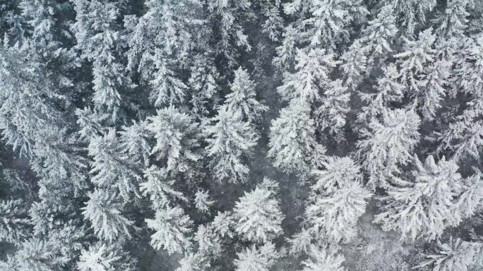 原始森林下雪