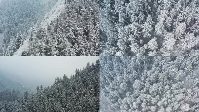 原始森林下雪
