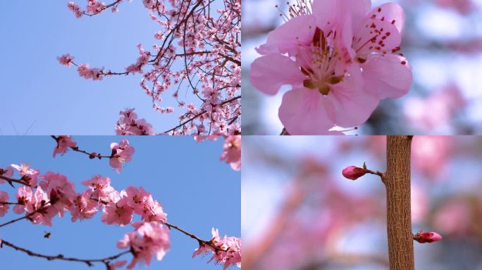 美丽春天桃花盛开蜜蜂采蜜空镜合集