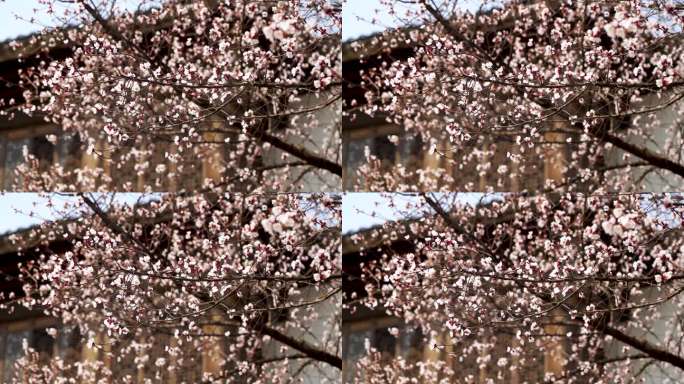 春天园林古风窗下的杏花树和飘落的杏花花瓣