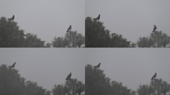 乌鸦在雾中若隐若现