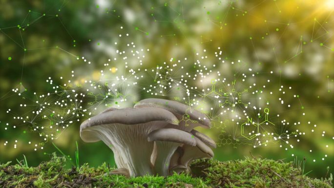 利用变化的化学元素结构式、植物生长概念和有机化学，森林景观背景下蘑菇生长的时间推移