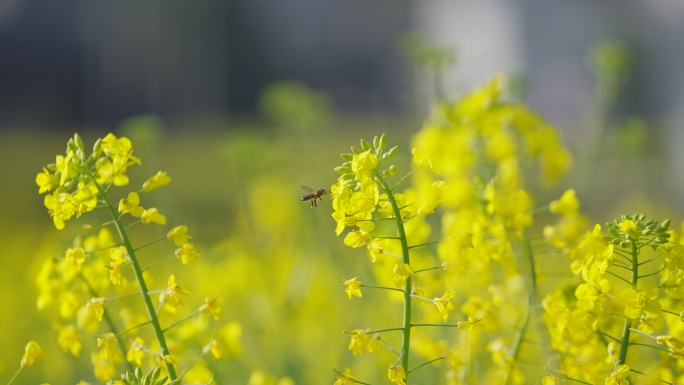 小蜜蜂在油菜花丛中飞舞采蜜