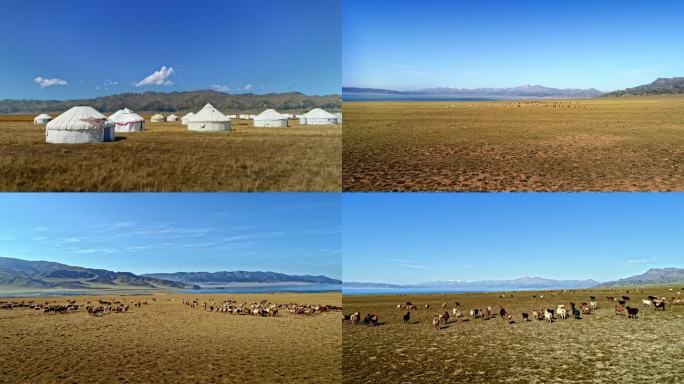 4K航拍 新疆蒙古草原羊群
