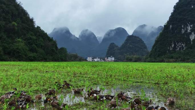 春天雨后桂林山谷田地里的水和觅食的鸭群