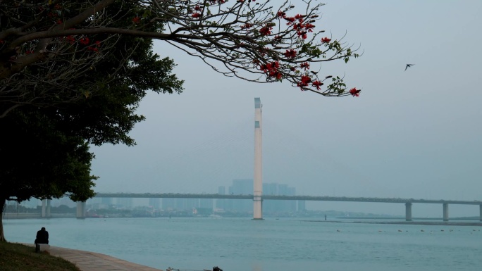 刺桐花与晋江大桥自行车等美景