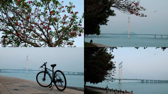 刺桐花与晋江大桥自行车等美景