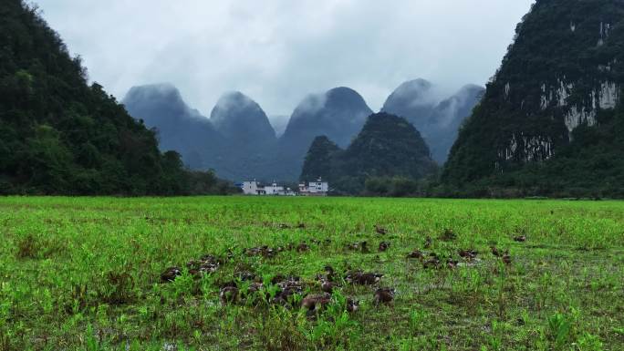 春天雨后桂林山谷田地里的水和觅食的鸭群