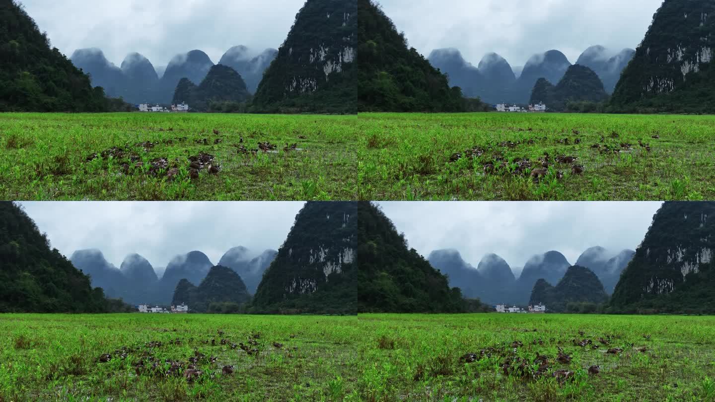 春天雨后桂林山谷田地里的水和觅食的鸭群