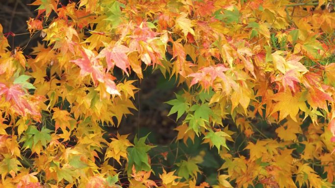 日本枫树/秋天(Acer Palmatum Osakazuki)，秋天的叶子红红的