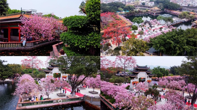 宝墨园樱花航拍01