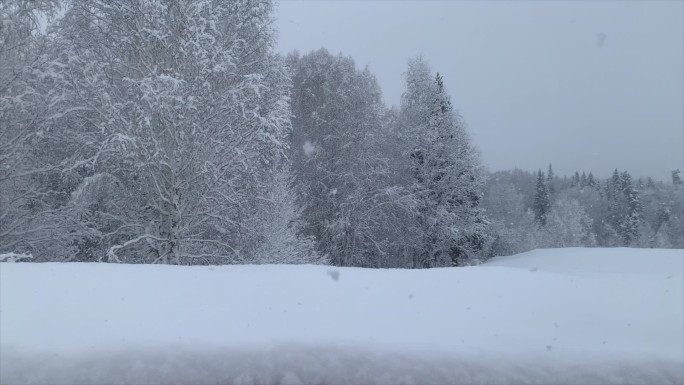 大雪纷飞的森林 雪花飘舞 冬天 下大雪